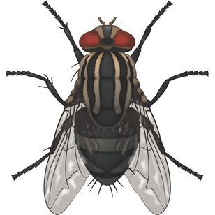 Housefly.jpg