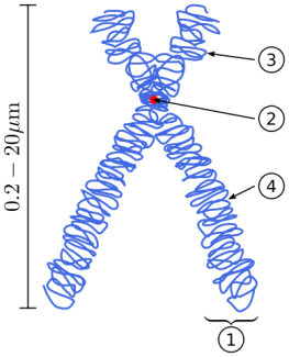 389px-Chromosome.svg.png