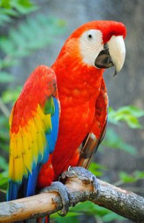 parrot1.jpg