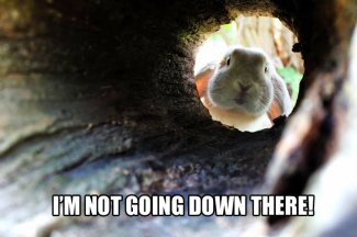 rabbit-hole-not-going.jpg